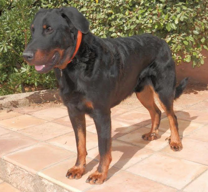 domainedelalicorne.fr Elevage de beauceron chiot beauceron pure race élevage du clos de la licorne elevage des gardiens de la licorne elevage beauceron noir et feu authentique gros gabarits élevage de Beauceron familial sérieux et qualité domainedelalicorne.fr suivi des chiots conseil d’éducation chiot propre bas rouge santé caractère spécialiste du beauceron noir et feu ou arlequin chien rustique berger de France  nos chiots sont élevés avec amour et attention notre passion au service de la qualité Beauceron de qualité et sportif domaine de la licorne 04380 BARRAS élevage en liberté éleveur berger de beauce élevage de beauceron de travail 